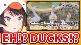 Subaru Gets Celebrated by Her Real Duck Friends HololiveEng sub [upl. by Luiza465]