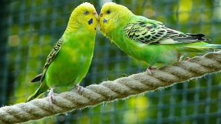 8 Hours Parakeets Chirping Sounds Meditation in Budgies Songs to Reduce stress blood pressure [upl. by Aisiram]