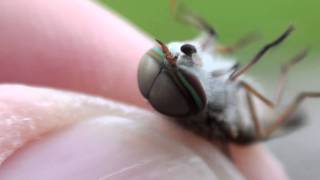 Horse Fly Tabanidae Tabanus Closeup [upl. by Ennagrom]