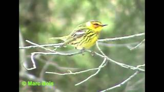 Paruline tigrée 2Cape May Warbler [upl. by Granese]