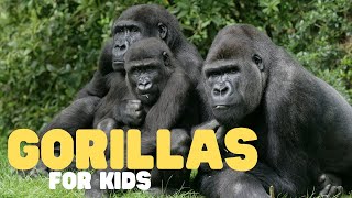 Gorillas for Kids  Learn all about these gentle giants [upl. by Iren50]