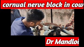 Cornual nerve block in cow l Drmandloi [upl. by Aissirac499]