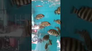 സീബ്രാ തിലാപ്പിയ fish shortsfeed shorts adinadans [upl. by Hoban]