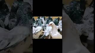 50 bche parwazi kaboter for sale shahdra kaboter best viralvideo [upl. by Lenahtan880]