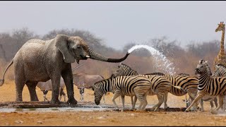 Wild Life  Nature Documentary Full HD 1080p [upl. by Casar]