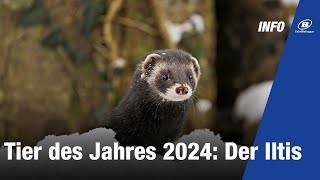 Tier des Jahres 2024 Der Iltis [upl. by Erme959]