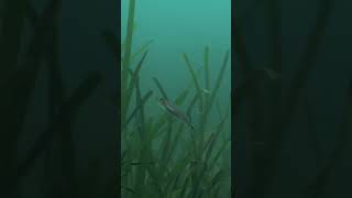 4K Scuba diving amongst a Seagrass meadow at Porthdinllaen Pen Llŷn [upl. by Haswell413]