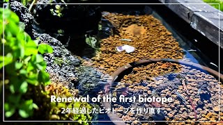 2年経過したメダカのビオトープをリニューアル｜メダカ｜Biotop｜killifish｜vlog [upl. by Merrily82]