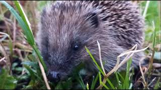 Hedgepig hunting [upl. by Cantone]