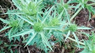 Eryngium campestre Eryngo [upl. by Maritsa]