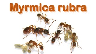 Ant care species guide 10  Myrmica rubra [upl. by Eignav]