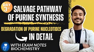 salvage pathway of purine synthesis biochemistry  degradation of purine nucleotides biochemistry [upl. by Ainolopa]