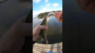 Is it possible to gently release a white perch Probably not 😆 [upl. by Akeemahs70]