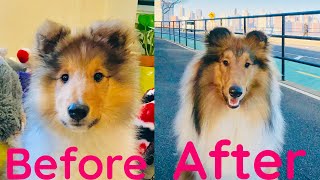 Puppy after 12 months [upl. by Siffre]