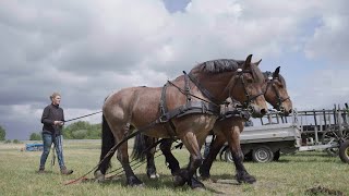 Arbeitstag der Kaltblutpferde im AGRONEUM Alt Schwerin [upl. by Batty]