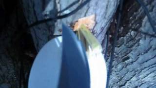 How to Tap Maple Sap at Home [upl. by Nohsar]