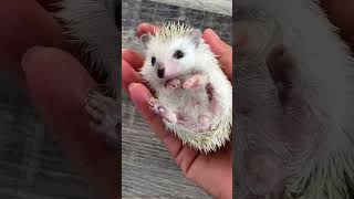 Good girl hedgehoge cute hedgehoglife animalpictures cuteanimals pethedgehog animals pets [upl. by Auhel]