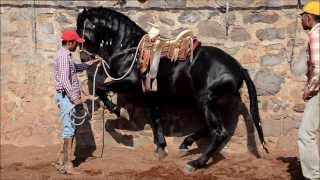 GATILLERO MR RANCHO LOS POTRILLOS [upl. by Nahseez]