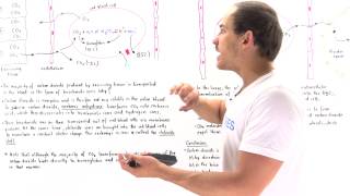 Transport of Carbon Dioxide and Chloride Shift [upl. by Ayihsa]