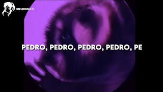 música VIRAL do meme do GUAXINIM que fala quotPedro Pedro Pedro Pedro Pequot tradução quottiktok songquot [upl. by Airdnek]