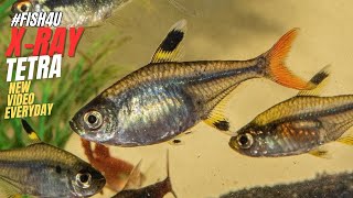 quotXray Tetra The Coolest Tetra Fish for Beginners FISH4Uquot [upl. by Salangia]