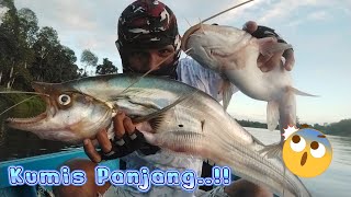 Lagi dan lagi BABBON LAIS TEMBIRING dan Ikan BAUNG Sama sama Kuat Tarikannya [upl. by Artined]