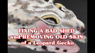 FIXING A BAD SHED and REMOVING OLD SKIN of a Leopard Gecko [upl. by Krik]