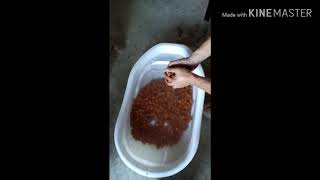 HOW TO set up an arowana tank ang sump filter [upl. by Marita]