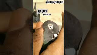 MPLoft pigeons fly kabutar beast trending viralvideo quote whatsappstatus instagram funny [upl. by Clellan909]