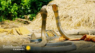 Intense Two King Cobras Fight for a Nearby Queen 🥊 Into the Wild India  Smithsonian Channel [upl. by Godfree]