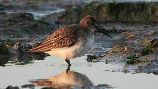 calidris alpina [upl. by Aiciles167]