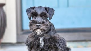 ADORABLE Schnauzer has an ADORABLE Personality  Stella in Training [upl. by Cyrano]