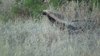 Honey badger Mellivora capensis  Kruger near Shingwedzi South Africa 682011 [upl. by Eleinad272]