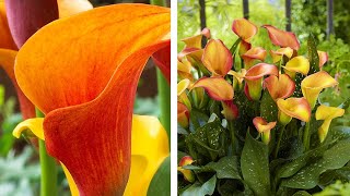 How to Grow Zantedeschia Calla Lilies Summer Garden Guide [upl. by Aicinod563]