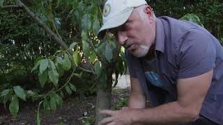 How to summer prune a nectarine tree [upl. by Feilak287]