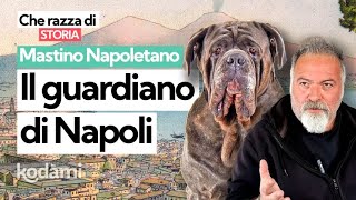 Cosa devi sapere sul Mastino Napoletano caratteristiche e storia del quotguardiano di Napoliquot [upl. by Nahij]