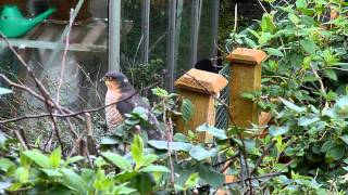 Sparrowhawk Magpie and some very frightened Sparrows [upl. by Tremaine]