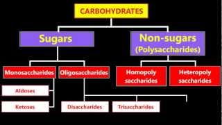 Classification Of Carbohydrates [upl. by Nonaihr637]