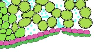 Diffusion in Plants [upl. by Aillicsirp]