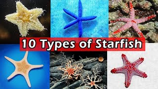 10 Types of Saltwater Starfish for Aquariums  10 Types of Saltwater Starfish [upl. by Ramal]