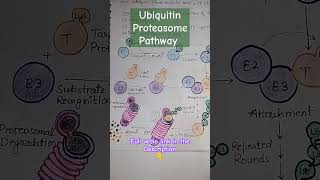 Ubiquitin Proteasome Pathway Shorts youtubeshorts shortsfeed biology csirnet BioBookie [upl. by Barker]