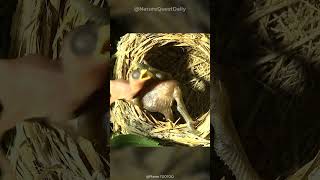 Cunning Cuckoo Bird  Brood Parasitism  Nature Quest Daily  shorts [upl. by Marilou]