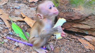 OMG Baby monkey Jenifer is super cute lip smack WHEN she eats bread lol 💕💕💕 [upl. by Ahsilla]