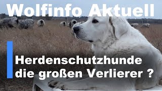 Wolfinfo Aktuell 29  Herdenschutzhunde die großen Verlierer [upl. by Edalb]