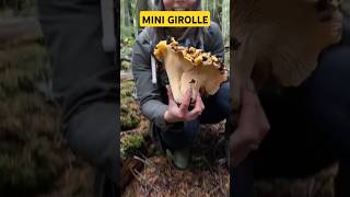 Girolle record  champignons mushroom asmr fungi shorts [upl. by Tempest428]