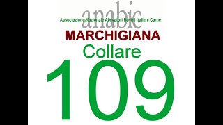 MARCHIGIANA  COLLARE 109 IT043990124591 [upl. by Ulane893]