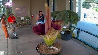 2019 Corpse Flower Time Lapse The Huntington [upl. by Dalton161]