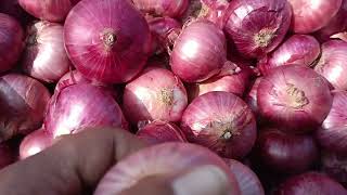 Ratlam mp onion 🧅9329372595 onionbusiness onion [upl. by Onivag331]