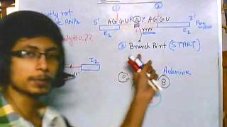 RNA splicing part 2 self splicing [upl. by Odicalp]