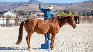 Teaching a Horse to Come up Beside You on A Mounting Block [upl. by Annaujat]